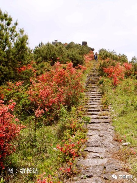 悦读|叶家坤:赏花问道仙岩山