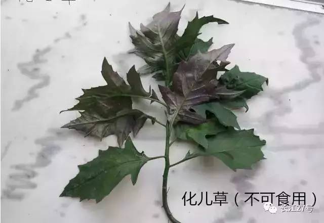 血皮菜,从外形上看,它的颜色都和化儿草很相像.