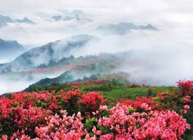 遂昌高坪赏万亩杜鹃花一日游