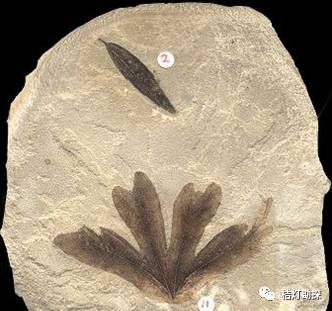 地质瑰宝：植物化石究竟记录了什么？