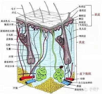 【美业课堂】史上最完整版皮肤生理学| 手把手_搜狐健康_搜狐网