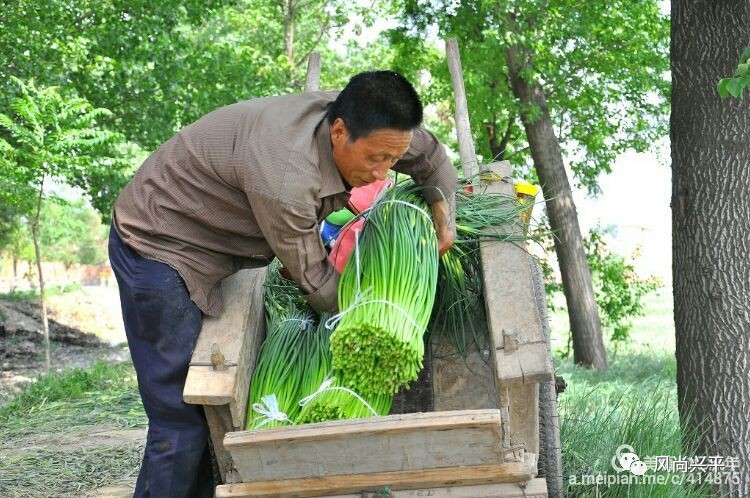 忙不过来的蒜薹种植户基本都在周边村子请人打蒜苔.