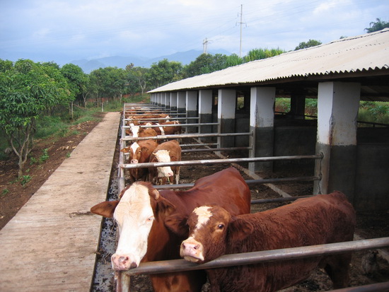 养牛场肉牛养殖,需做好的5大外在环境因素
