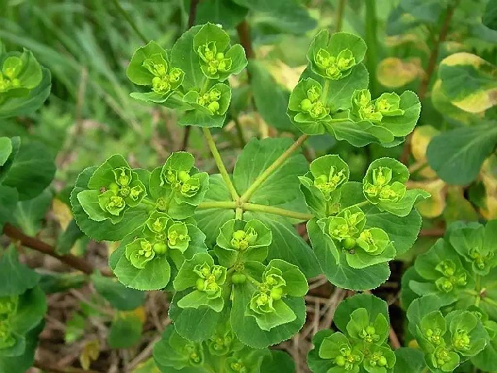 泽漆     又名五朵云,猫眼草,五凤草,挺好看,以全草入药.