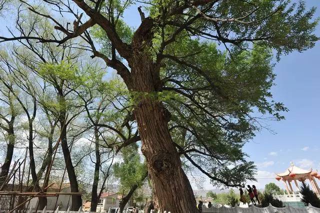 年5月7日拍摄的河北省张家口市阳原县三马坊村树龄近500年的小叶杨树