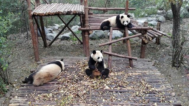 快9点到基地,排队等园区游览车直接到月亮产房,看见正在吃竹笋的熊猫