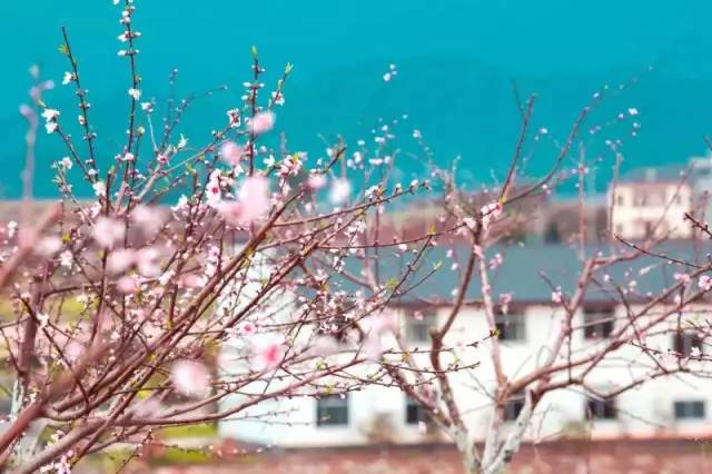 桃花岛简谱_桃花岛笛子简谱