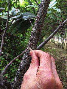 西安绿化树遭遇强病虫害 有行道树叶子上爬满蚜虫