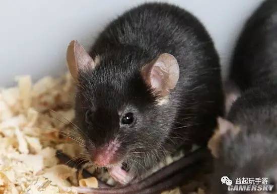 黑家鼠,家鼠的一种.长一尺多,尾巴细长,鼻子很尖,全身灰黑色.