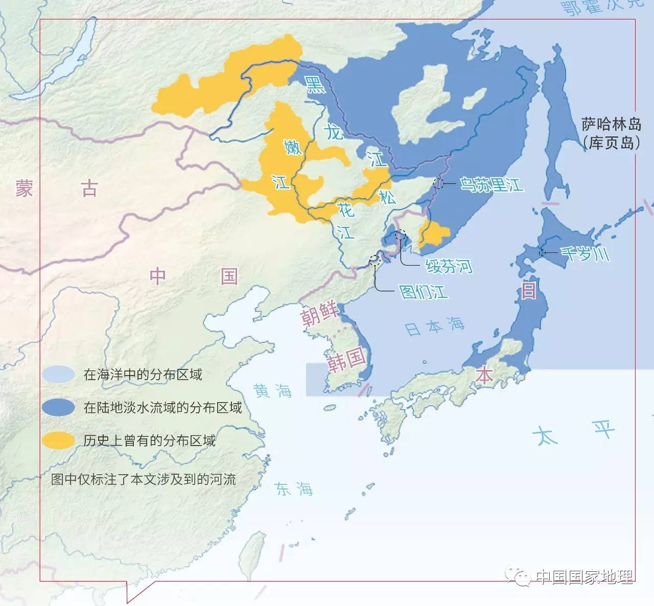 黑龙江上游,嫩江……历史上很多大马哈鱼繁殖地如今已再难见到洄游鱼