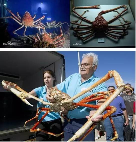 成千上万只巨型蜘蛛蟹(giant spider crab)聚集在一起,开始了浩浩荡荡