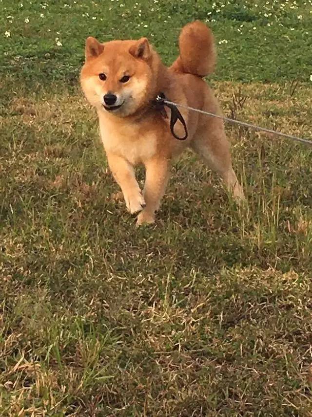 用生命在搞笑的柴犬!这是我看过最可爱的柴柴!