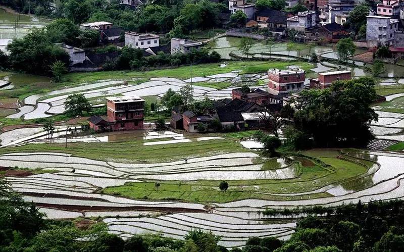 广西桂林市全州县龙水镇香炉山上的杜鹃花与阡陌纵横的田园相辉映