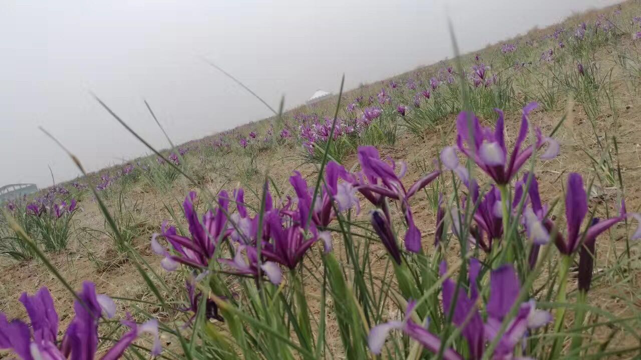 青幽幽的草原上,陪你去看马兰花