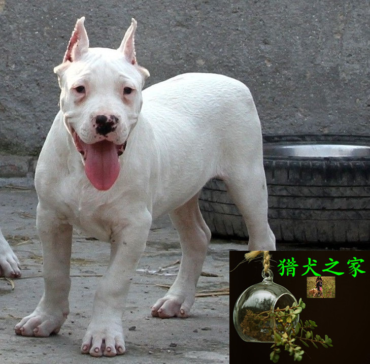 杜高犬幼犬多少钱一只贵州杜高犬智商