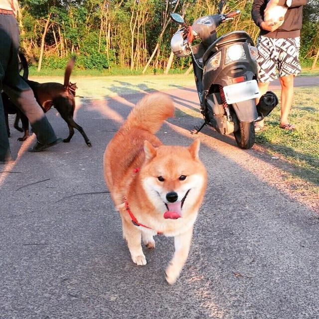 用生命在搞笑的柴犬!这是我看过最可爱的柴柴!