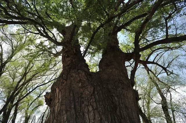 年5月7日拍摄的河北省张家口市阳原县三马坊村树龄近500年的小叶杨树