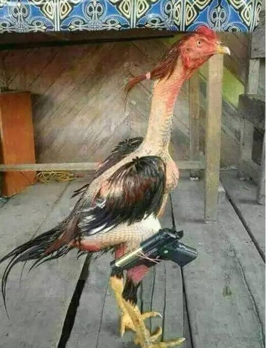 奇葩▏8张让你印象深刻的真实图片,惊现宋丹丹口中的公鸡中的战斗机!