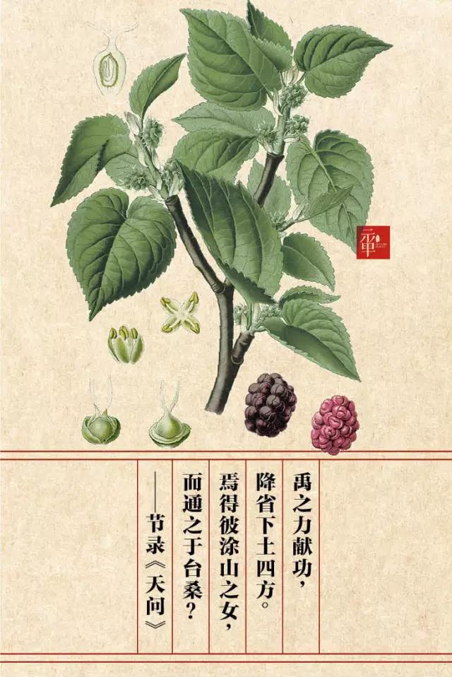 桑材可制作弓弩,车具,幼枝还可充作薪柴,可以说衣,食,住,行几乎唯桑树