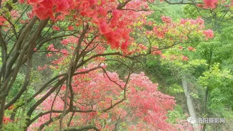 汝阳西泰山之杜鹃花海