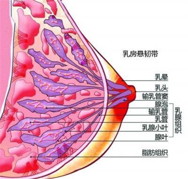 乳房位于两侧胸部胸大肌的前方,其位置与年龄,体形及乳房发育程度有