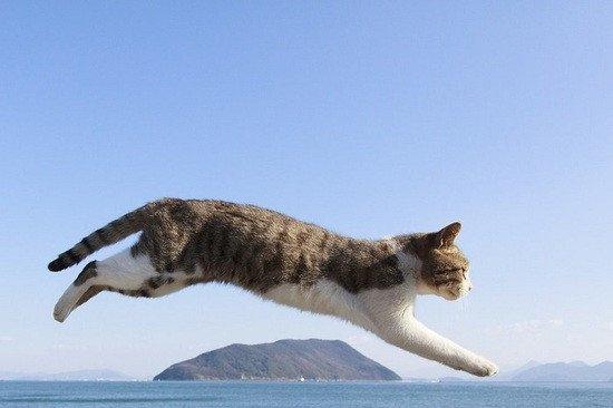 跟飞跃猫不太一样,这本猫跳跃写真集的猫咪勒～比较多是垂直立地跳高