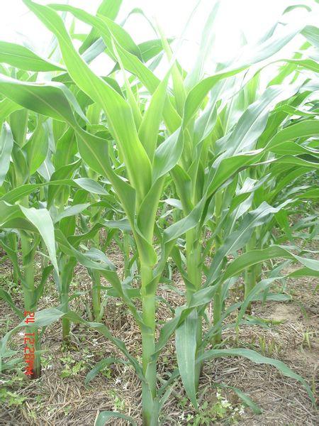 玉米植株整个过程用肥料包涵哪些,最重要是什么肥料?