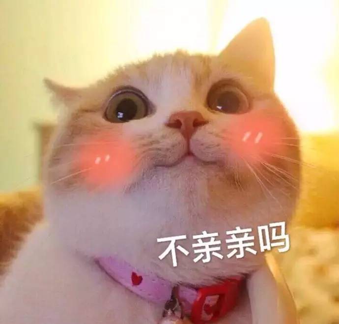 表情包丨萌猫表情包来袭