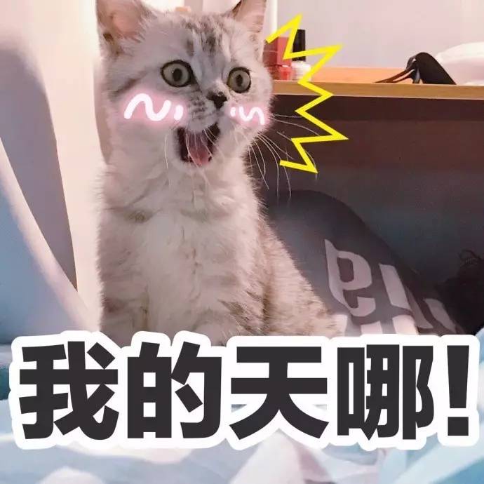 表情包丨萌猫表情包来袭