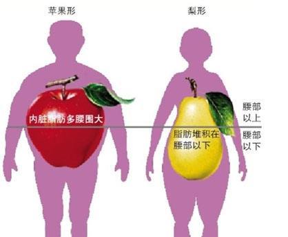 "梨"型肥胖者较为安全