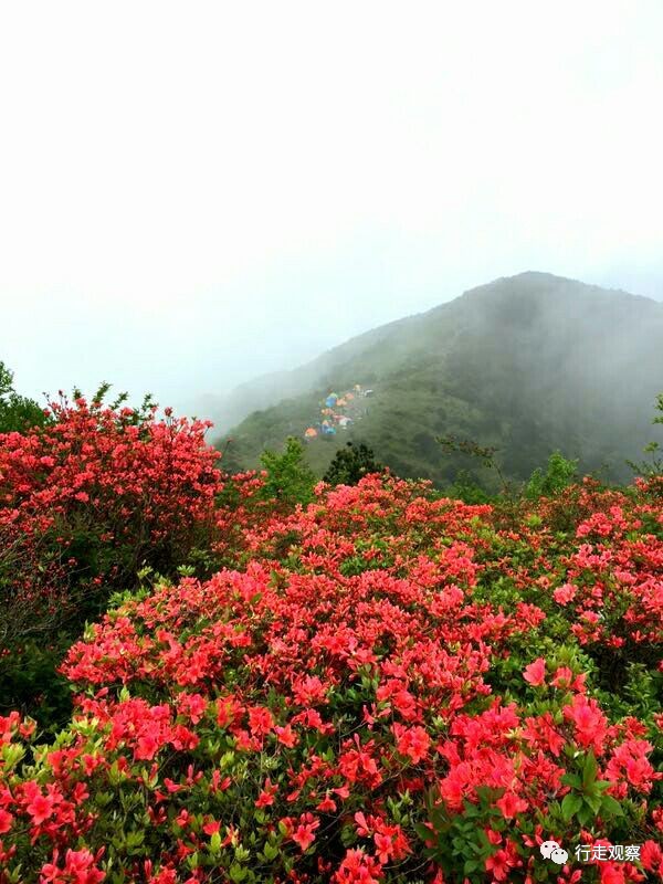 杜鹃啼血徽州五龙山, 满山满谷映山红简直美翻了天