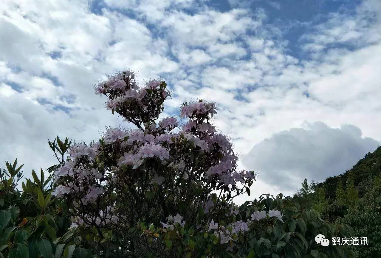 鹤庆马耳山的杜鹃花开了,请您爱护这里的一草一木!