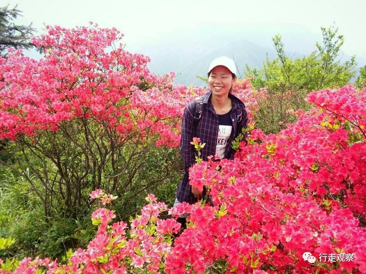 杜鹃啼血徽州五龙山, 满山满谷映山红简直美翻了天