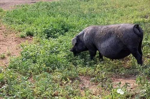 从红山文化到红山草猪 玉猪龙之谜终破解