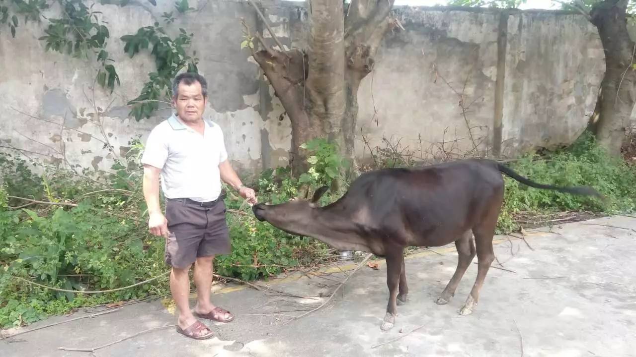 下午两点钟左右牛主人来