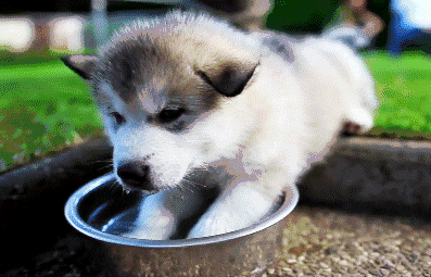 狗喝水是什么意思