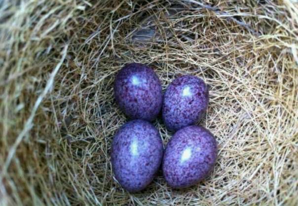 有趣的是,一些鸟蛋的颜色还会跟随环境变化,最典型的就是鸟类中的"大