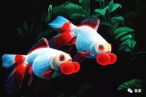 鼻孔上带有两个较大的绒球,色彩大都与鱼体颜色相同,金鱼游动时