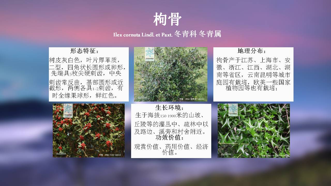 100种 · 常用园林植物,图文并茂