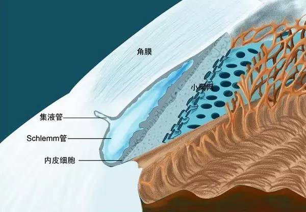 眼球的前房角显微解剖图