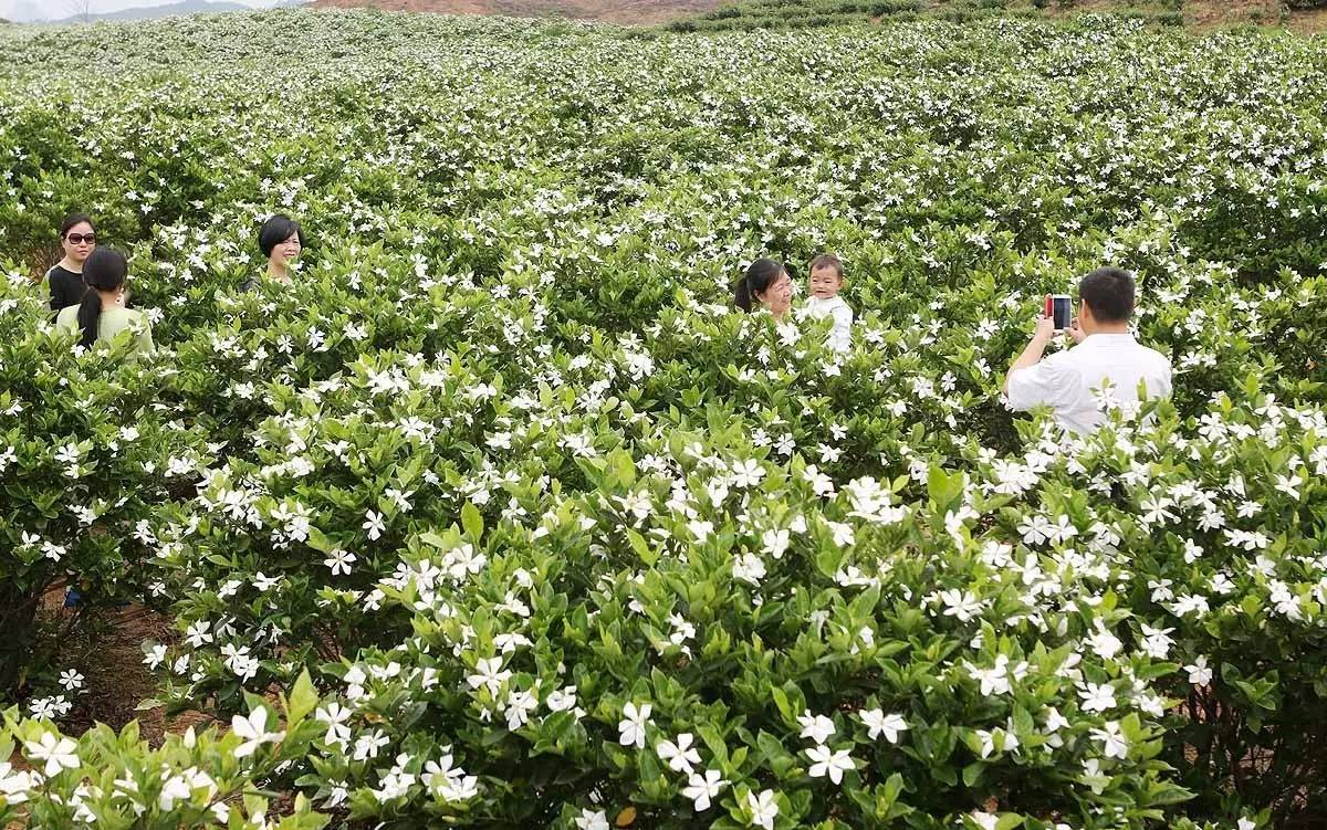 景德镇这地方居然有千亩栀子花海!在5月20日