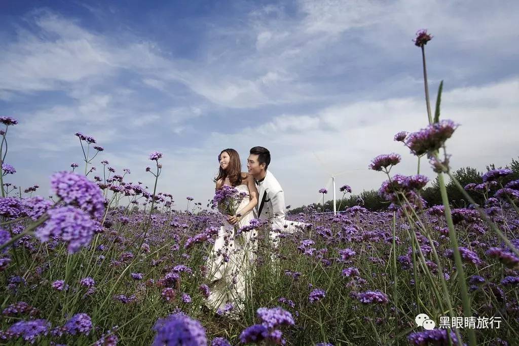 紫色花婚纱摄影(2)