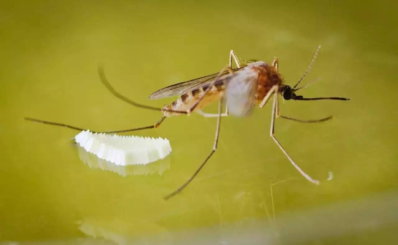 如何杀死水里的蚊子