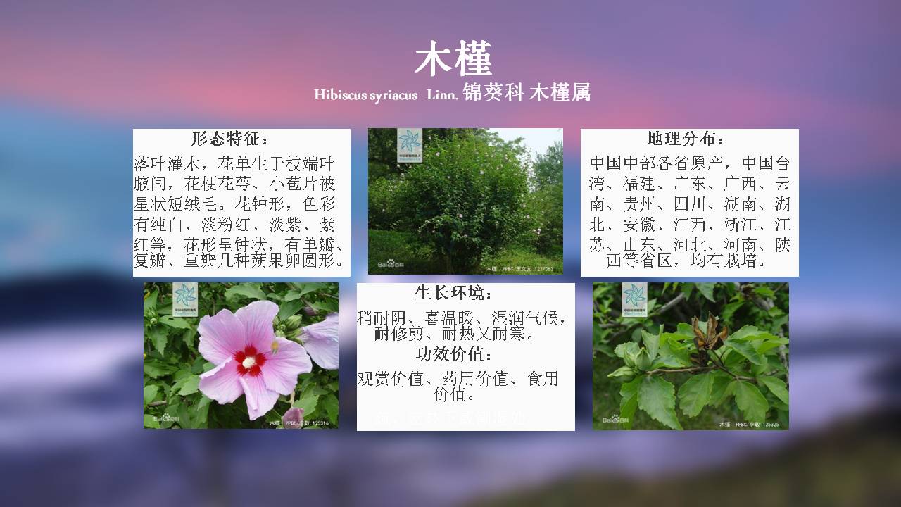 100种 · 常用园林植物,图文并茂