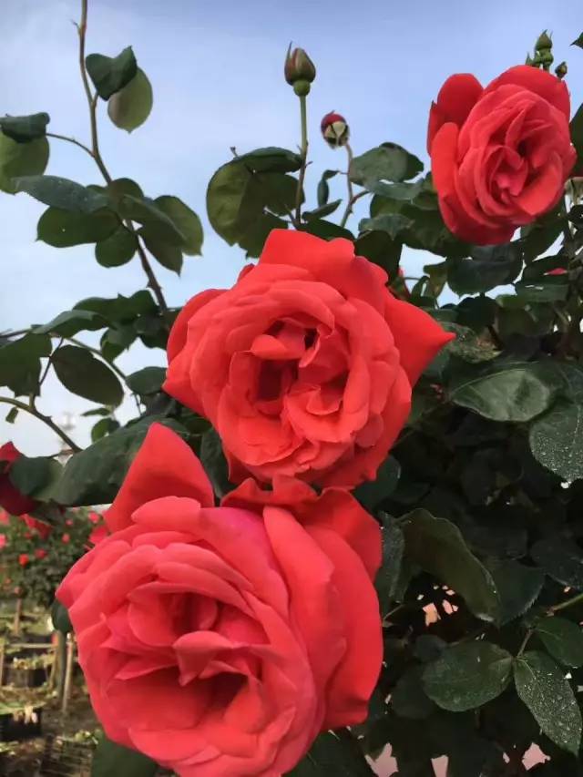 关于玫瑰花的诗句