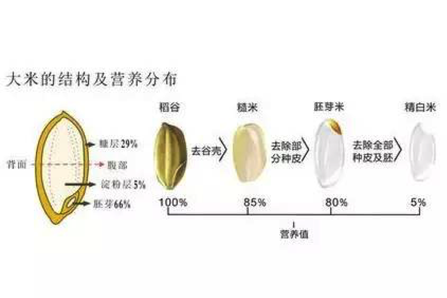 一,糙米粳米的区别稻谷是人类食物的重要来源,勤劳智慧的华夏先民最早