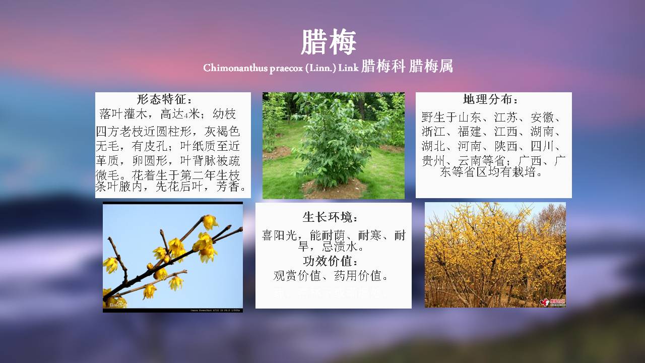 100种 · 常用园林植物,图文并茂