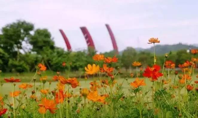 相比上江村百花园中的格桑花海,龙盘山公园中的格桑花相对面积没有