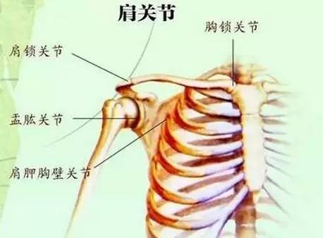 肩关节的运动功能和活动范围