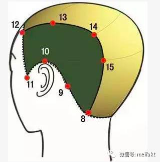 发型师基础剪发分区的图解要素